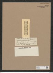 Stephanopyxis kittoniana (de-Toni-Nr.: Genus 187, Species 4651) Zeichnungen Sammlung Grunow Nr. 8298 (NHMW-BOT-W0377696)